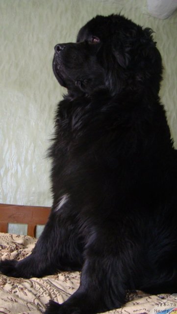 Фото: ньюфаундленд Passia Korolya iz Medvejyego Yara (Пассия Короля из Медвежьего Яра)