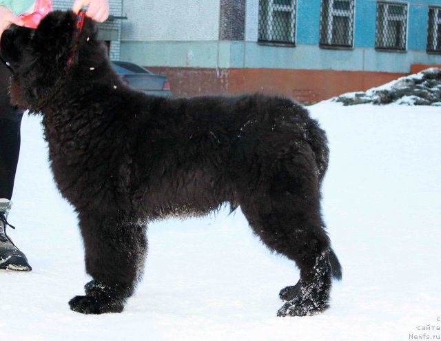 Фото: ньюфаундленд Byella Moss Aristokrat (Бэлла Мосс Аристократ)