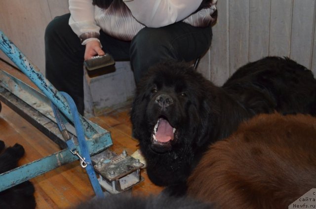 Фотография № 93233