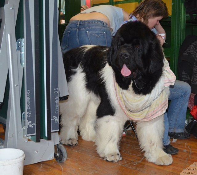 Фотография № 93237