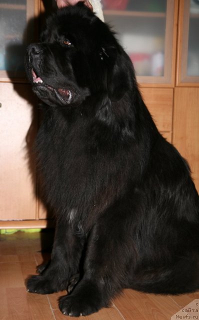 Фото: ньюфаундленд Gimenej Golden Star