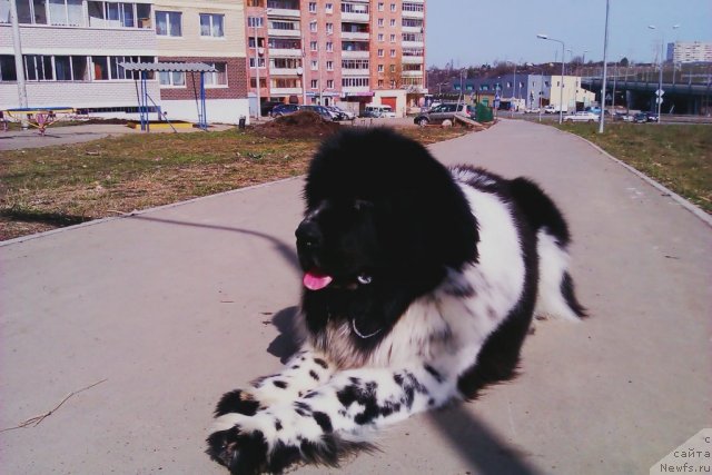 Фото: ньюфаундленд Super Bizon Ekaterinburg (Супер Бизон Екатеринбург)