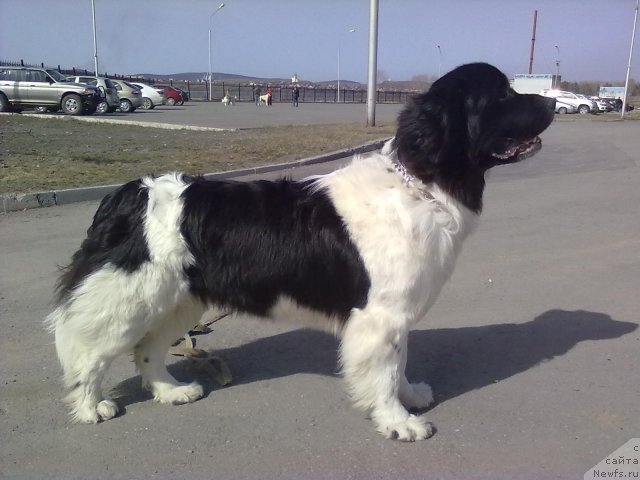 Фото: ньюфаундленд Otrada CHudnaya Moya iz Tihogo Omuta (Отрада Чудная Моя из Тихого Омута)