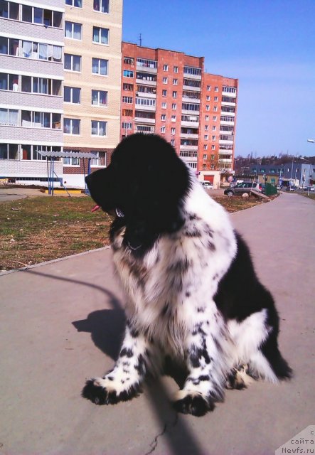 Фото: ньюфаундленд Super Bizon Ekaterinburg (Супер Бизон Екатеринбург)