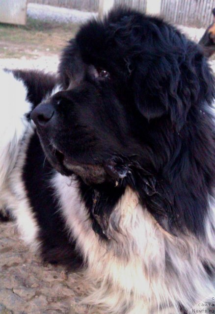 Фото: ньюфаундленд Super Bizon Ekaterinburg (Супер Бизон Екатеринбург)