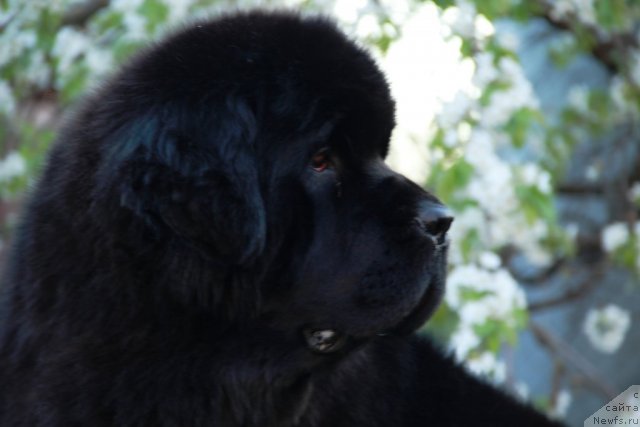 Фото: ньюфаундленд Beguschaya po Volnam Hasta la Vista (Бегущая по Волнам Хаста ла Виста)