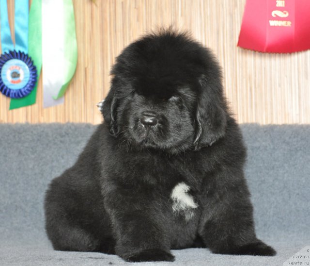 Фото: Бегущая по волнам ФАИР ПЛЭЙ