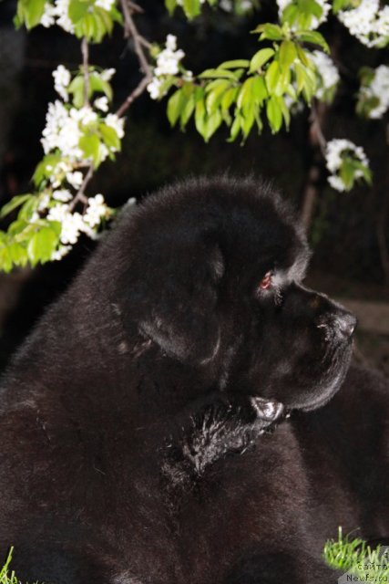 Фотография № 93270