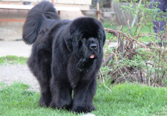 Фото: ньюфаундленд Beguschaya po Volnam Hasta la Vista (Бегущая по Волнам Хаста ла Виста)