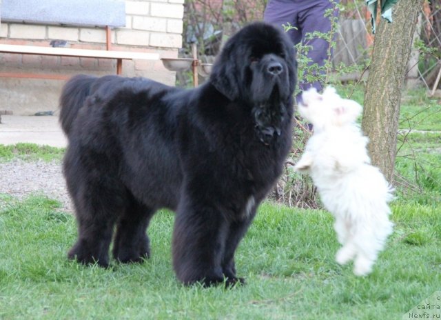 Фотография № 93274