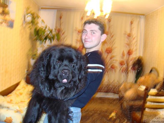 Фото: ньюфаундленд CHelendjer (Челенджер)