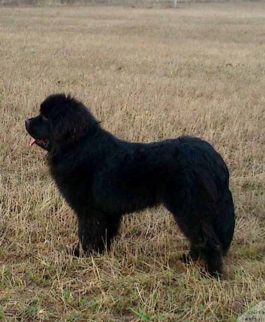 Фото: ньюфаундленд Pitern'yuf Nothing Personal (Питерньюф Нотхинг Персонал)