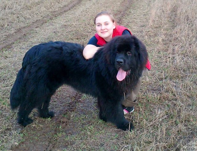 Фото: ньюфаундленд Pitern'yuf Nothing Personal (Питерньюф Нотхинг Персонал)