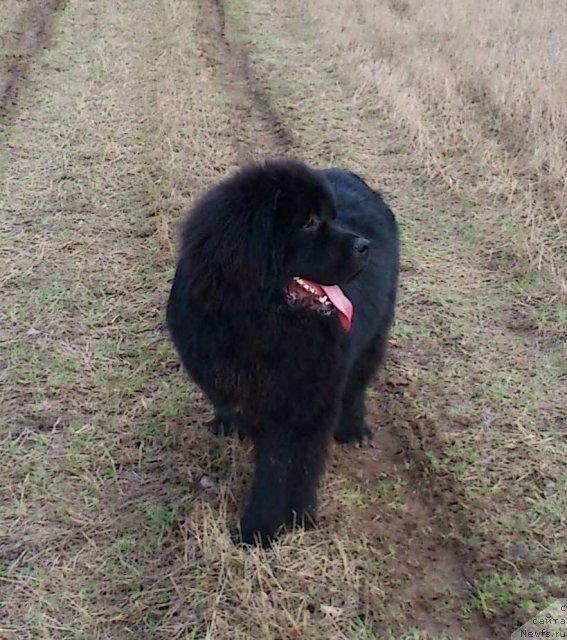 Фото: ньюфаундленд Pitern'yuf Nothing Personal (Питерньюф Нотхинг Персонал)