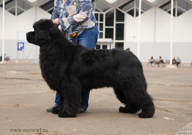 Фото: ньюфаундленд Sent Djons Hummer (Сент Джонс Хаммер)