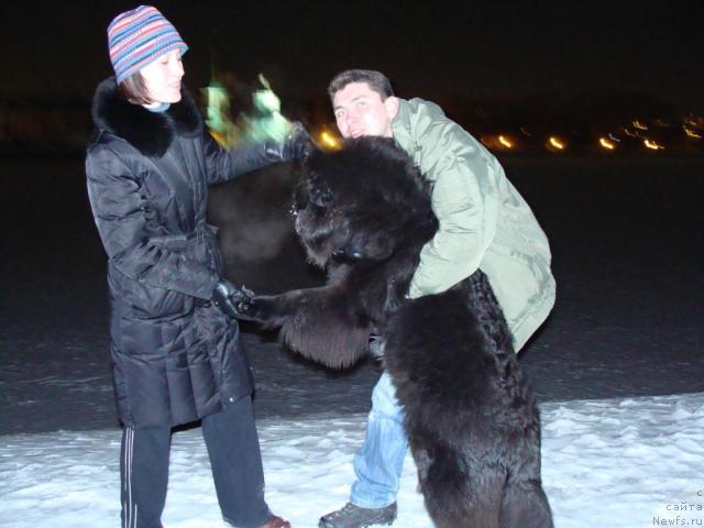 Фото: ньюфаундленд CHelendjer (Челенджер)