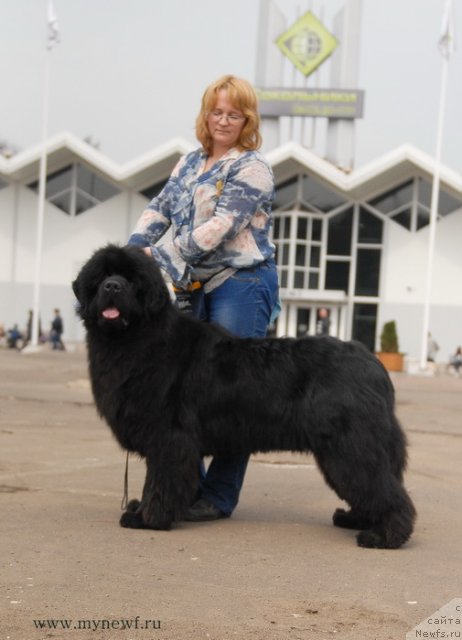 Фото: ньюфаундленд Sent Djons Hummer (Сент Джонс Хаммер)