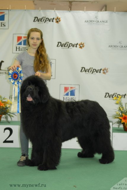 Фото: ньюфаундленд Sent Djons Hummer (Сент Джонс Хаммер)