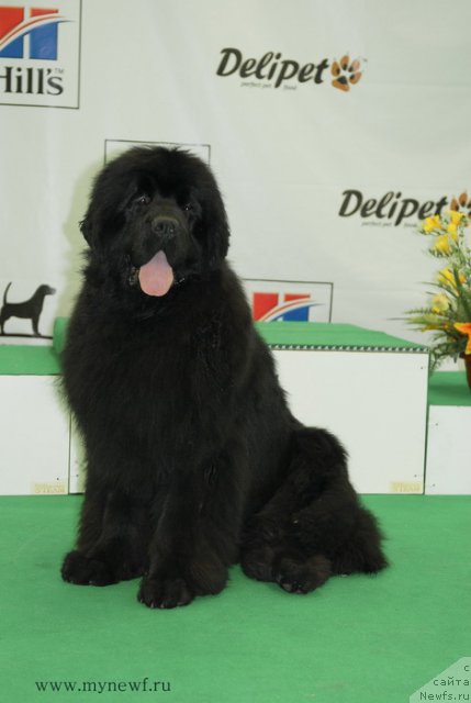 Фото: ньюфаундленд Sent Djons Hummer (Сент Джонс Хаммер)