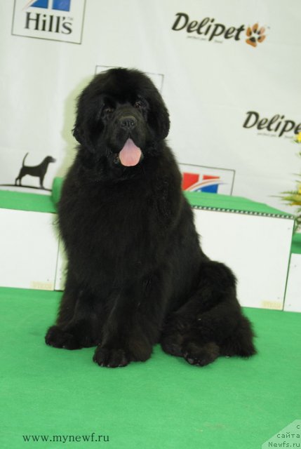 Фото: ньюфаундленд Sent Djons Hummer (Сент Джонс Хаммер)