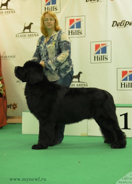 Фото: ньюфаундленд Sent Djons Forrest Gump (Сент Джонс Форрест Гамп)