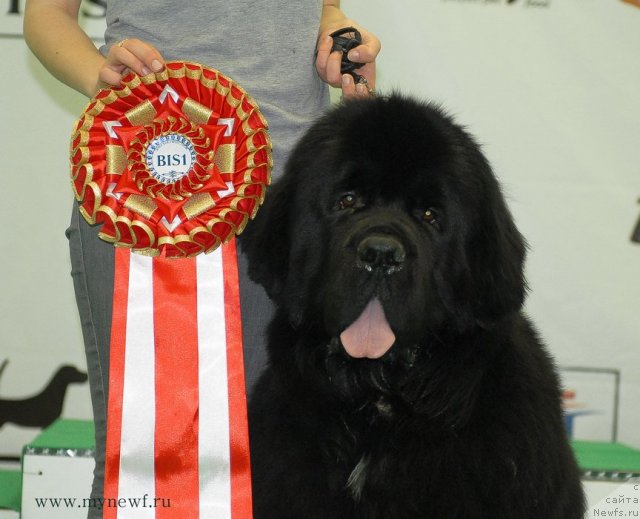 Фото: ньюфаундленд Sent Djons Forrest Gump (Сент Джонс Форрест Гамп)