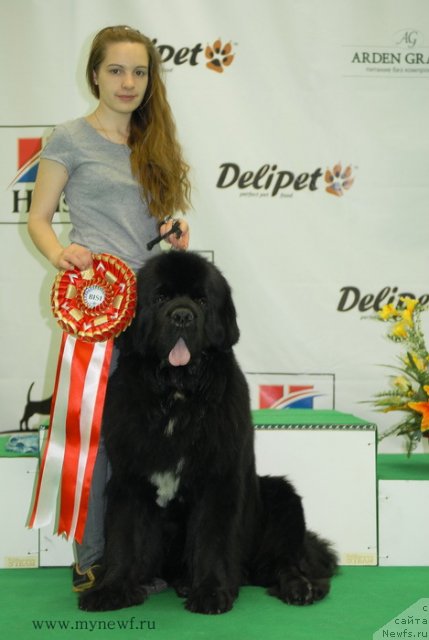 Фото: ньюфаундленд Sent Djons Forrest Gump (Сент Джонс Форрест Гамп)