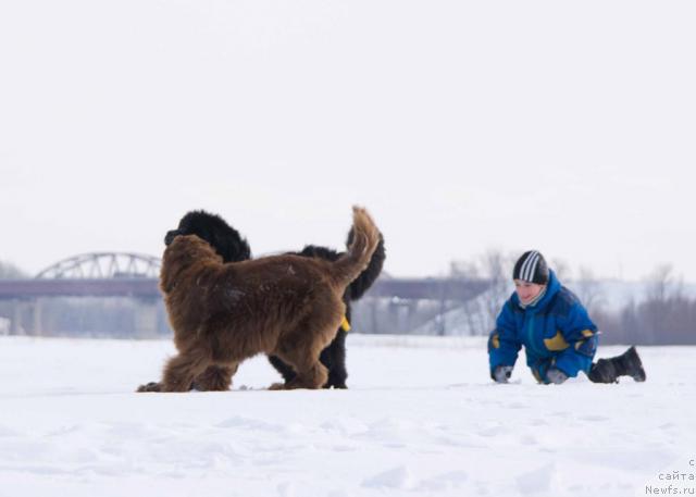 Фото: ньюфаундленд Lesnaya Skazka Izol'da (Лесная Сказка Изольда), ньюфаундленд Ygan s Toyanova Gorodka (Юган с Тоянова Городка)