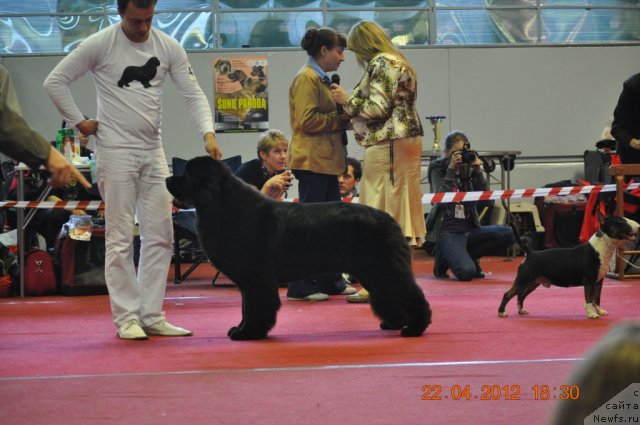 Фото: ньюфаундленд Sent Djons Handsel for Me (Сент Джонс Хендсел фо Ми), Aleksandr Rozenfel'd (Александр Розенфельд)