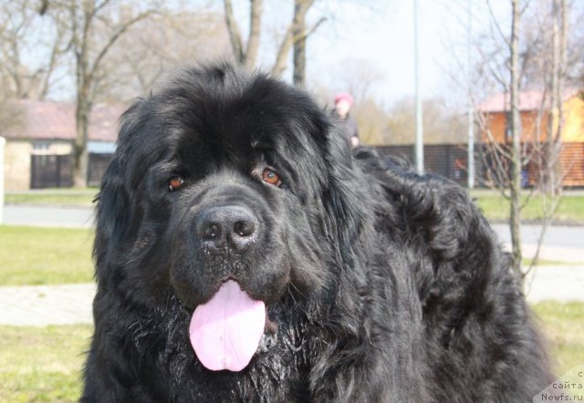 Фото: ньюфаундленд Piternyuf Zhora Piterskiy (Питерньюф Жора Питерский)