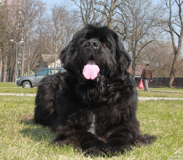 Фото: ньюфаундленд Piternyuf Zhora Piterskiy (Питерньюф Жора Питерский)