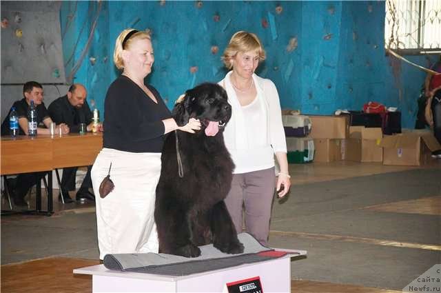 Фото: ньюфаундленд Akvatoriya Kelvin Oushen Drim (Акватория Келвин Оушен Дрим), Tat'yana Abutova (Татьяна Абутова)