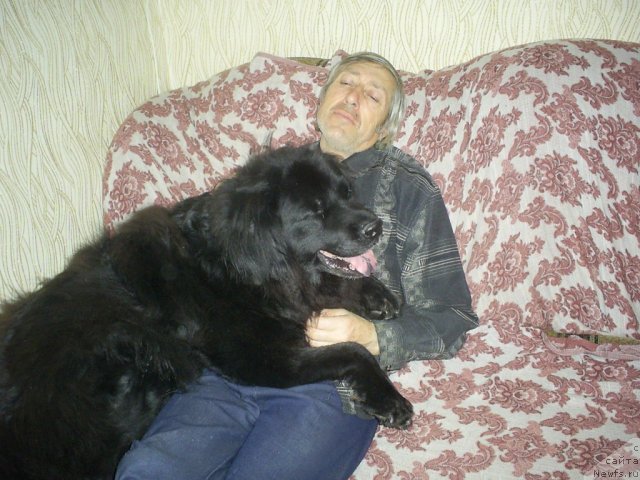 Фото: ньюфаундленд Tina CHezarina (Тина Чезарина)