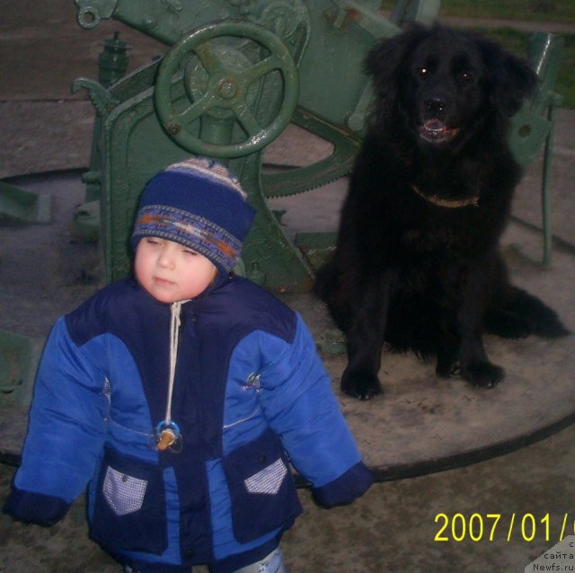 Фото: ньюфаундленд Tina CHezarina (Тина Чезарина)