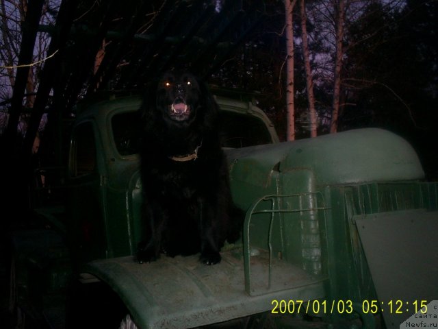 Фото: ньюфаундленд Tina CHezarina (Тина Чезарина)