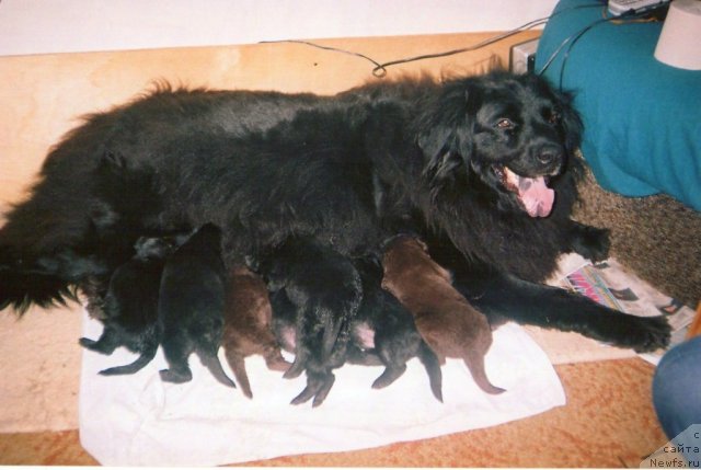 Фото: ньюфаундленд Tina CHezarina (Тина Чезарина)