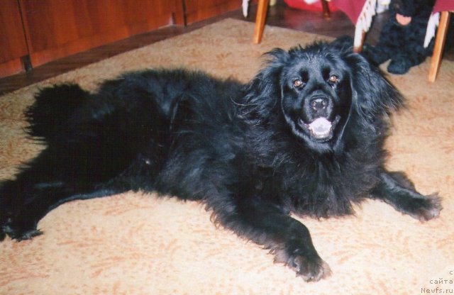Фото: ньюфаундленд Tina CHezarina (Тина Чезарина)