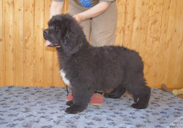 Фотография № 93367