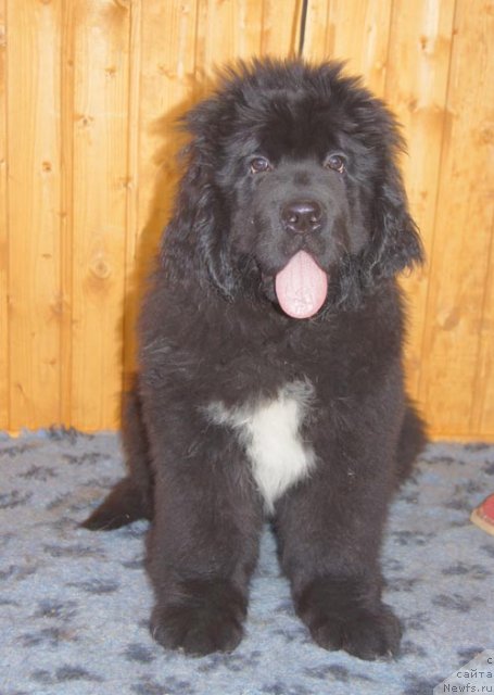 Фотография № 93368