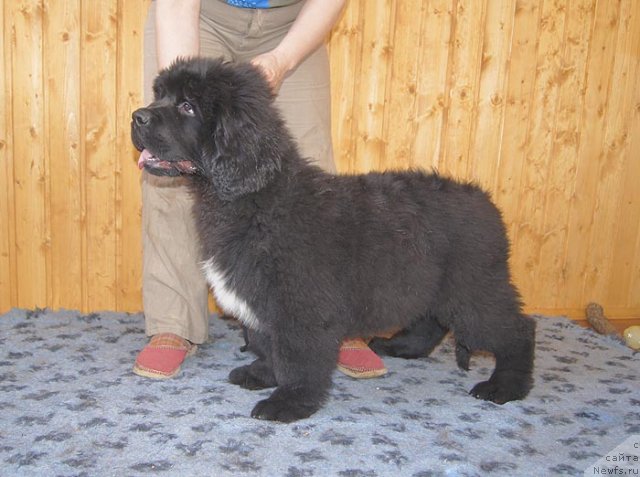 Фотография № 93369