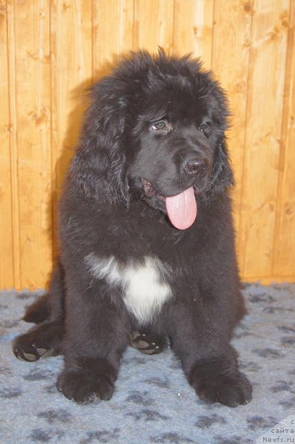 Фотография № 93371