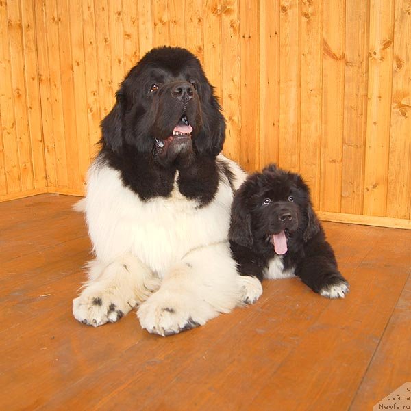 Фотография № 93375