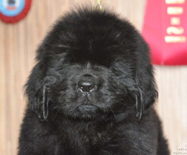 Фото: Бегущая по волнам ФЛЕРДОРАНЖ