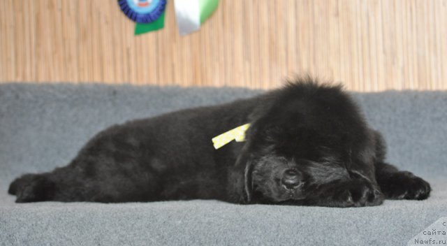 Фото: Бегущая по волнам ФЛЕРДОРАНЖ