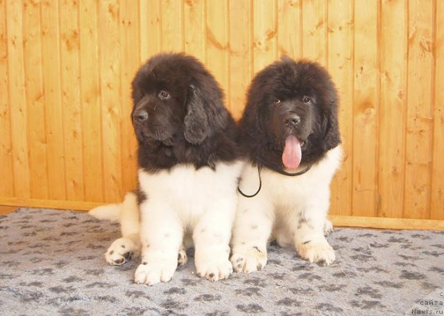 Фото: ньюфаундленд Super Bizon Zerbino (Супер Бизон Зербино), ньюфаундленд Super Bizon Zlatogor (Супер Бизон Златогор)