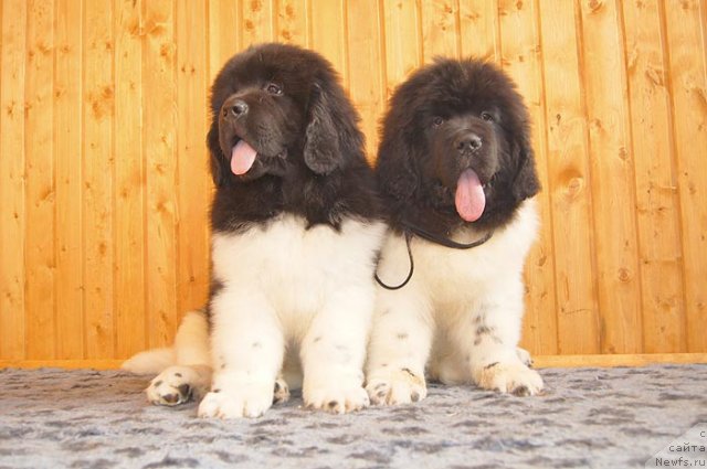 Фото: ньюфаундленд Super Bizon Zerbino (Супер Бизон Зербино), ньюфаундленд Super Bizon Zlatogor (Супер Бизон Златогор)