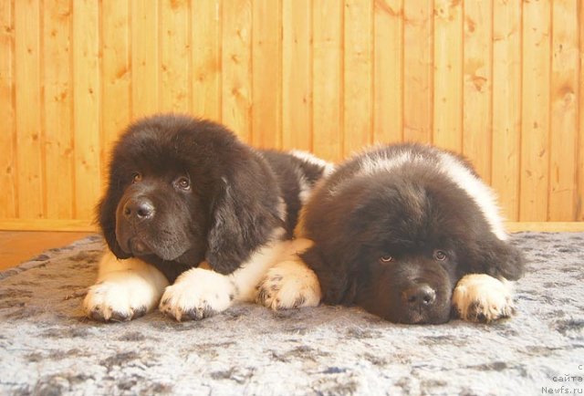 Фото: ньюфаундленд Super Bizon Zerbino (Супер Бизон Зербино), ньюфаундленд Super Bizon Zlatogor (Супер Бизон Златогор)