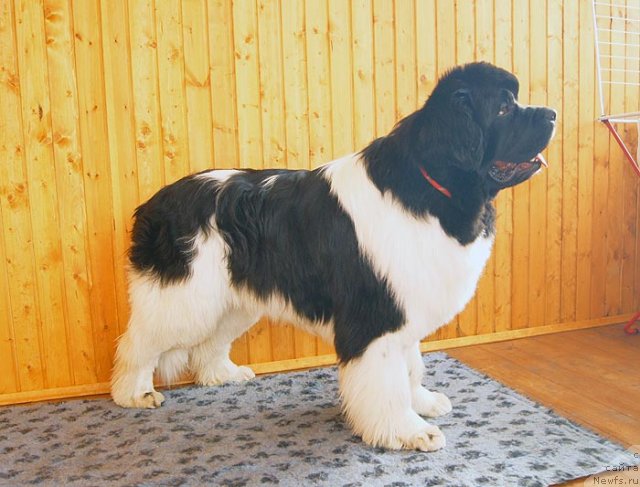 Фото: ньюфаундленд Super Premium Zhodo Ferolli (Супер Премиум Жодо Феролли)