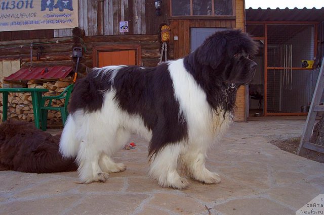 Фото: ньюфаундленд Super Premium Zhodo Ferolli (Супер Премиум Жодо Феролли)