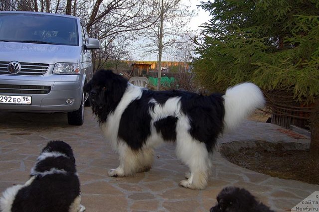 Фотография № 93468